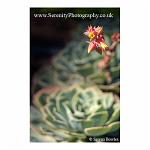Succulent and Flowe